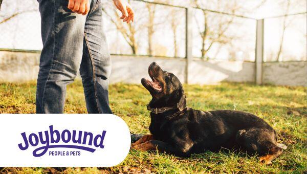 Joybound Logo and Man with a Dog in the Backyard