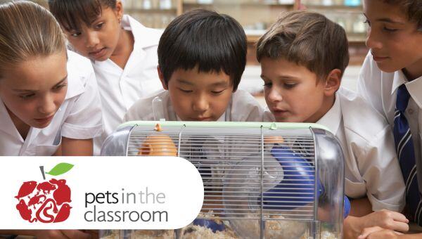 Kids Looking at a Hamster Cage in their Classroom