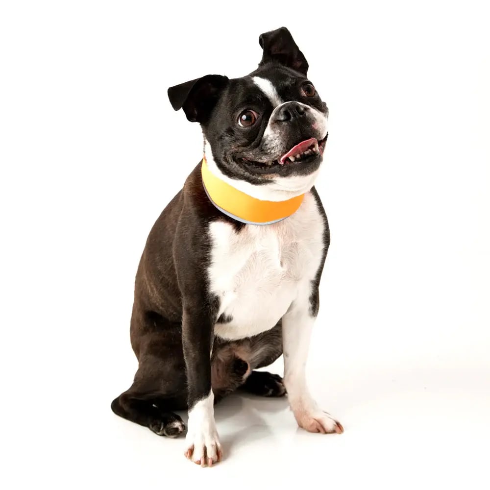 CoolerDog Hi-Vis Cooling Collar
