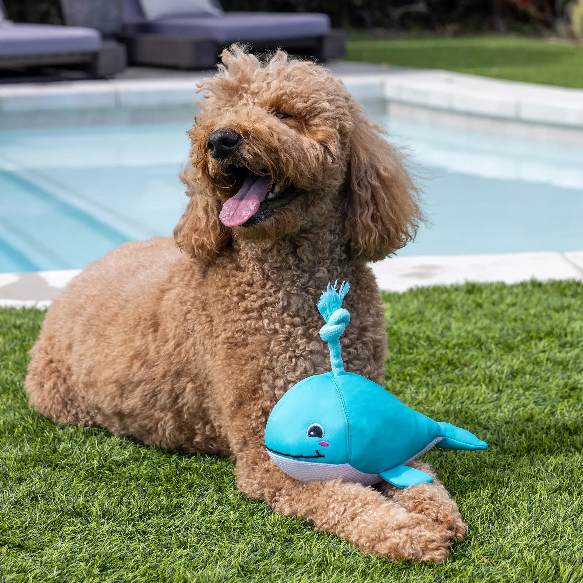 Petshop Splash Mates