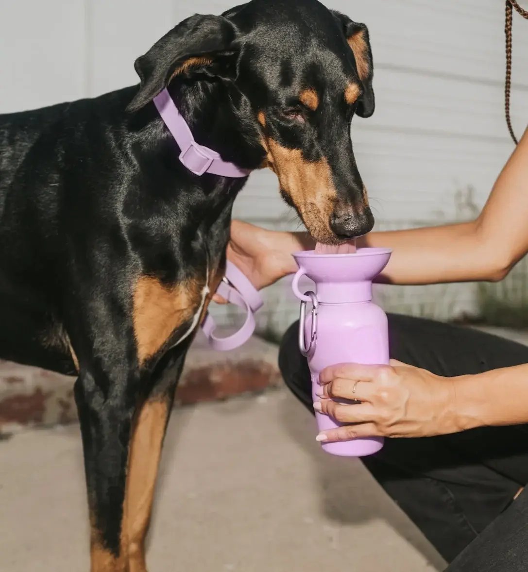 Springland Dog Travel Water Bottle 22 oz