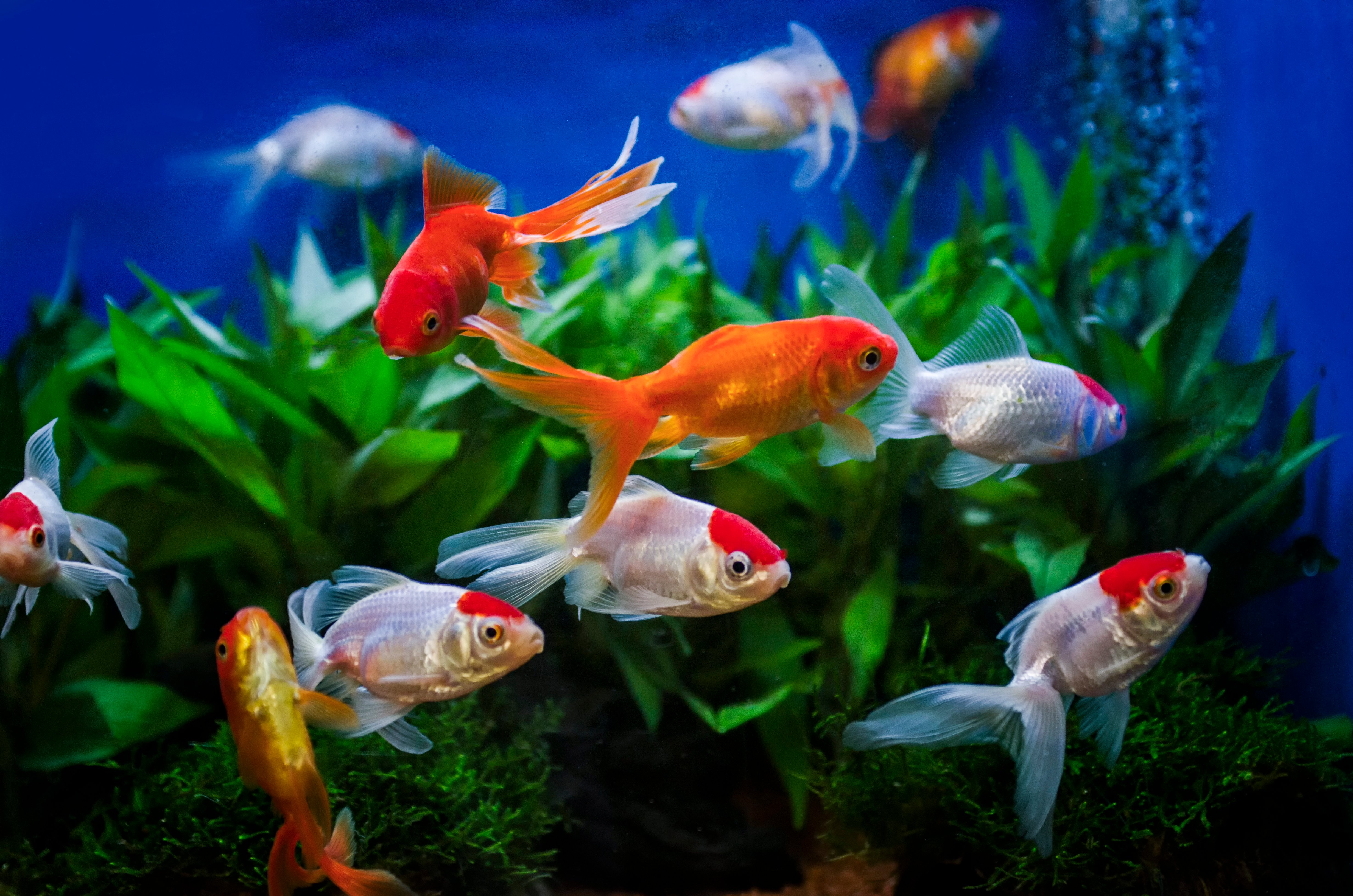 The American Pet Products Association (APPA) Releases 2024 Fish and Reptile Owner Insight Report