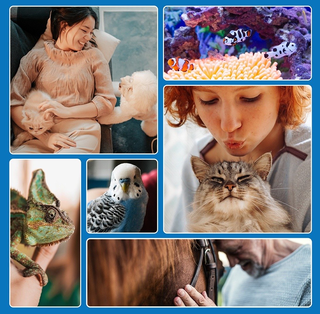 Collage of Pets with their Owners including a cat, dog, bird, fish, chameleon and horse.