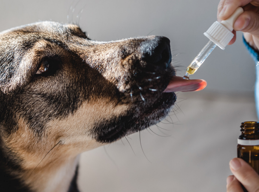 Pet CBD Regulations - Dog Sticking Tongue Out with Eyedropper Supplement