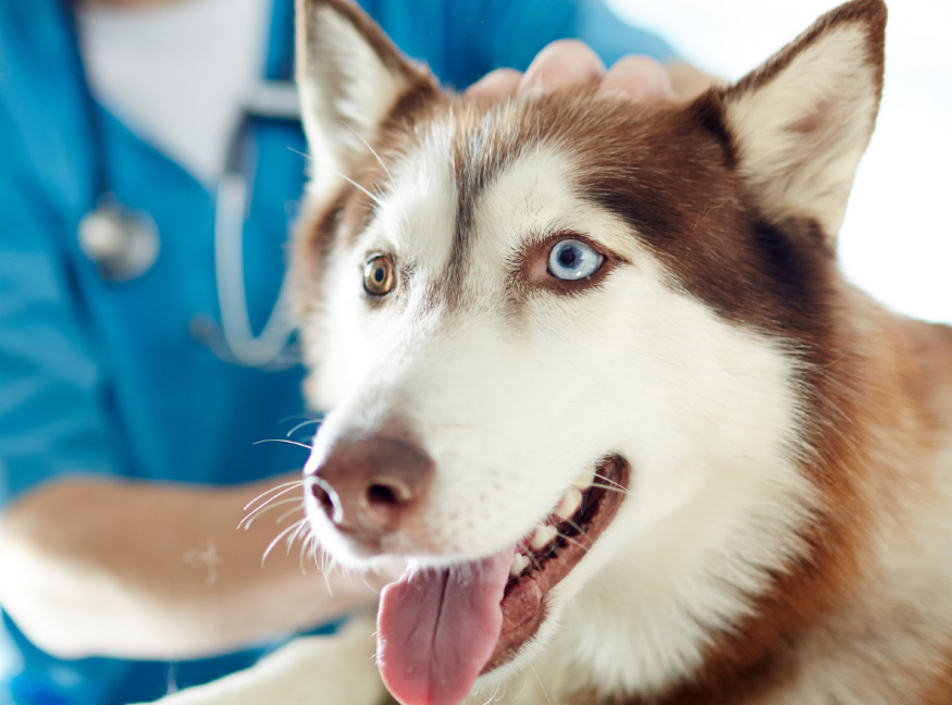 Husky at the Vet | Regulatory Report about Disease Control