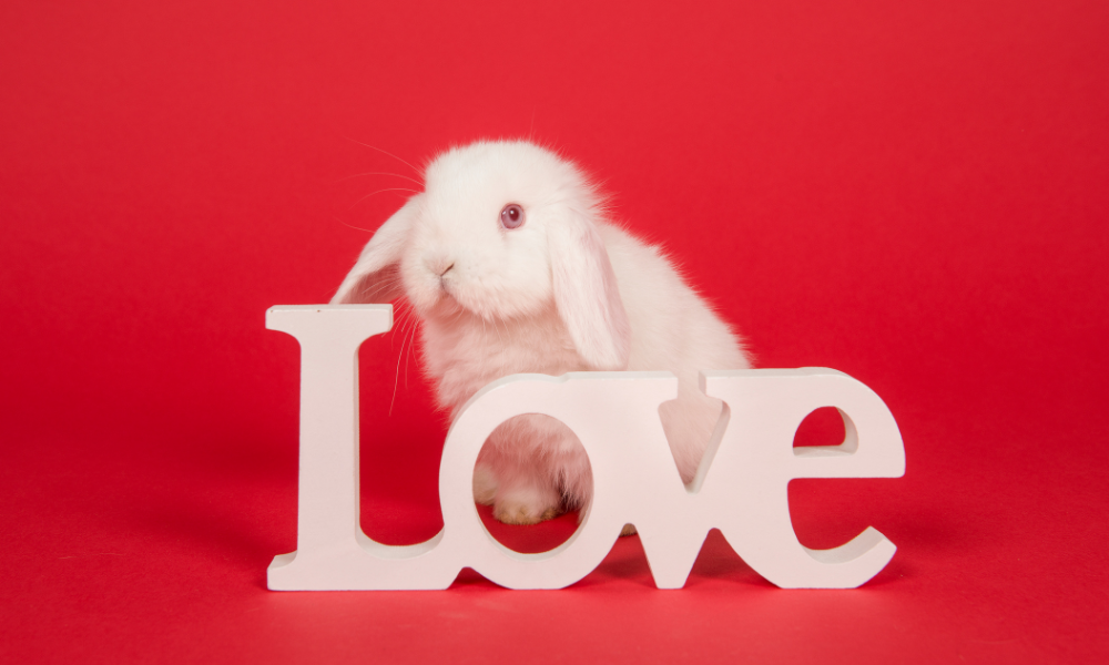Celebrate The Season of Love with Valentine's Day-Themed Pet Products, Courtesy of American Pet Products Association Members