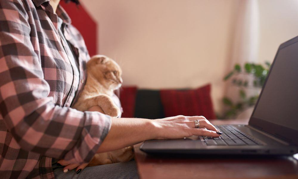 cat owner online