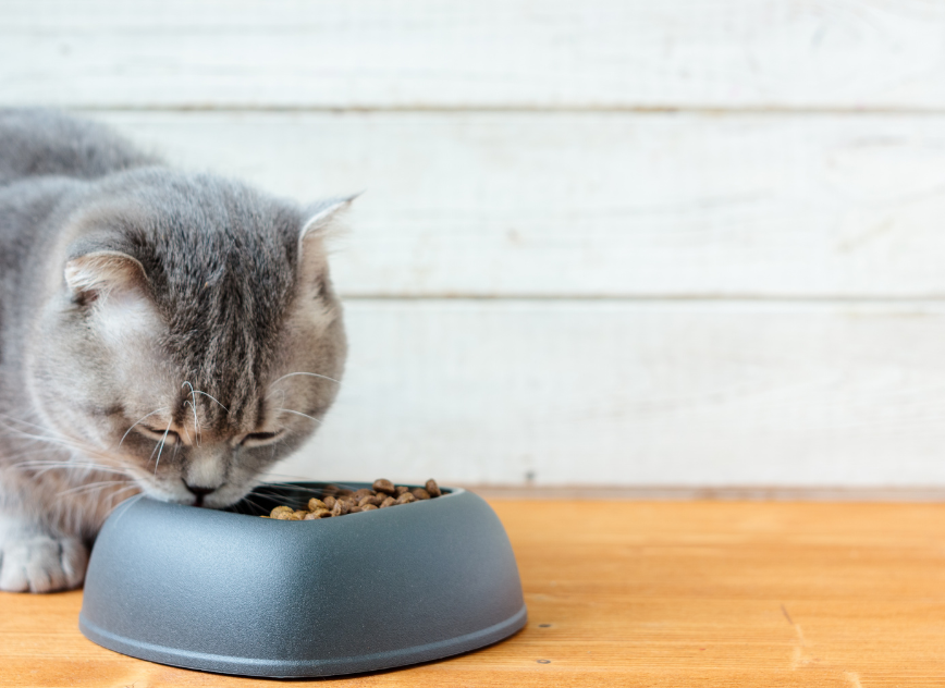 what we are watching in the pet food sector