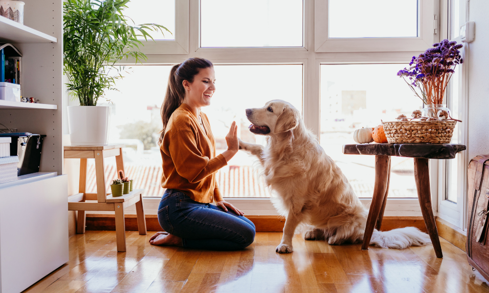 American Pet Products Association Celebrates National Dog Day with Essentials for Dog Owners