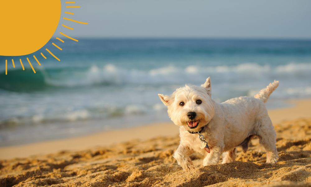 Prepare For Warm Weather and Outdoor Adventures with Summer Essentials for Pets, Courtesy of American Pet Products Association Members