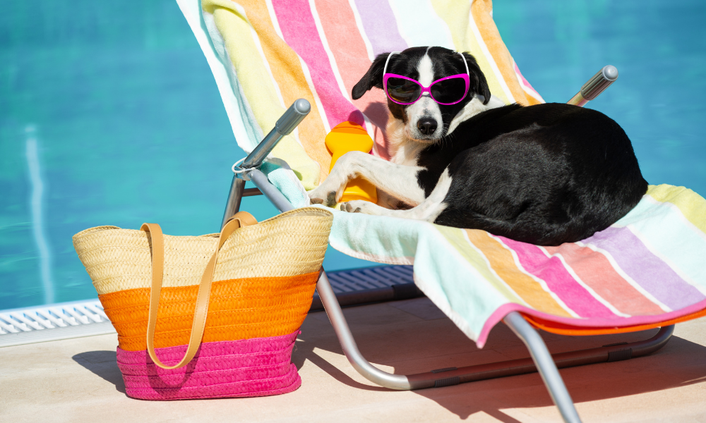 American Pet Products Association Shares Essential Summer Products for Pets and Pet Owners