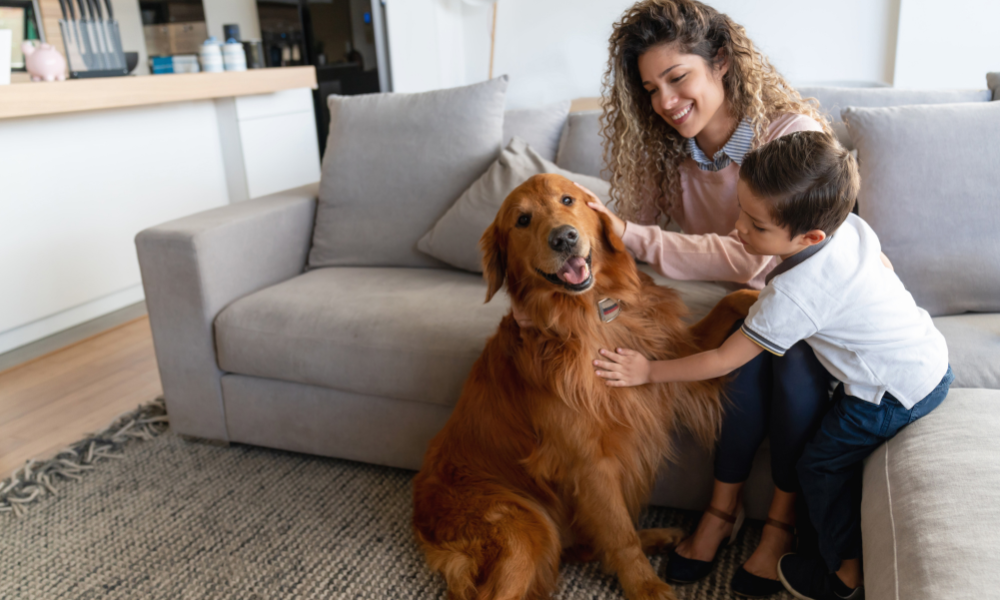 Pet Friendly Housing Update – August 2026