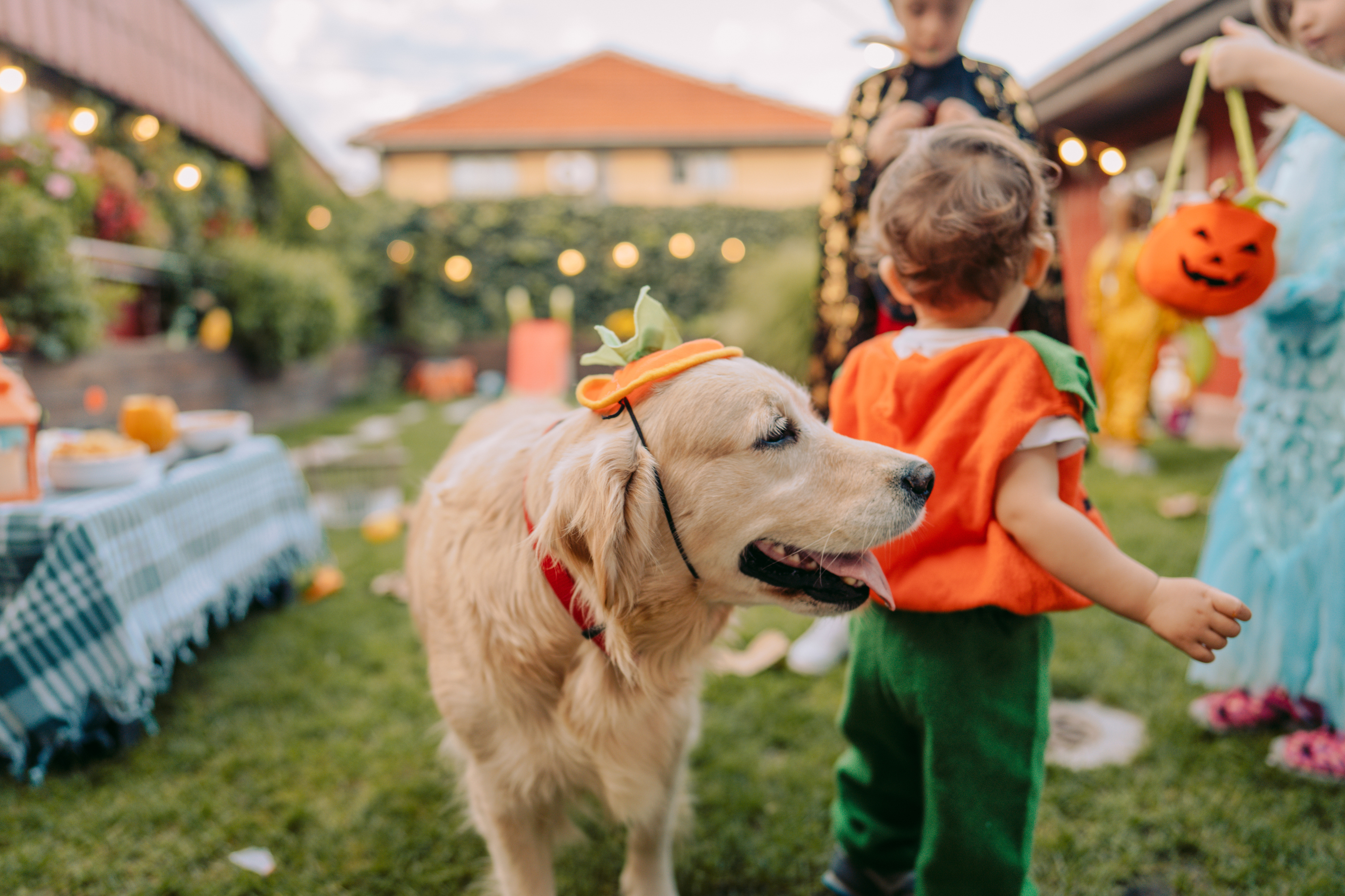 “Fall” in Love With Halloween- and Autumn-Themed Pet Products, Courtesy of American Pet Products Association Members