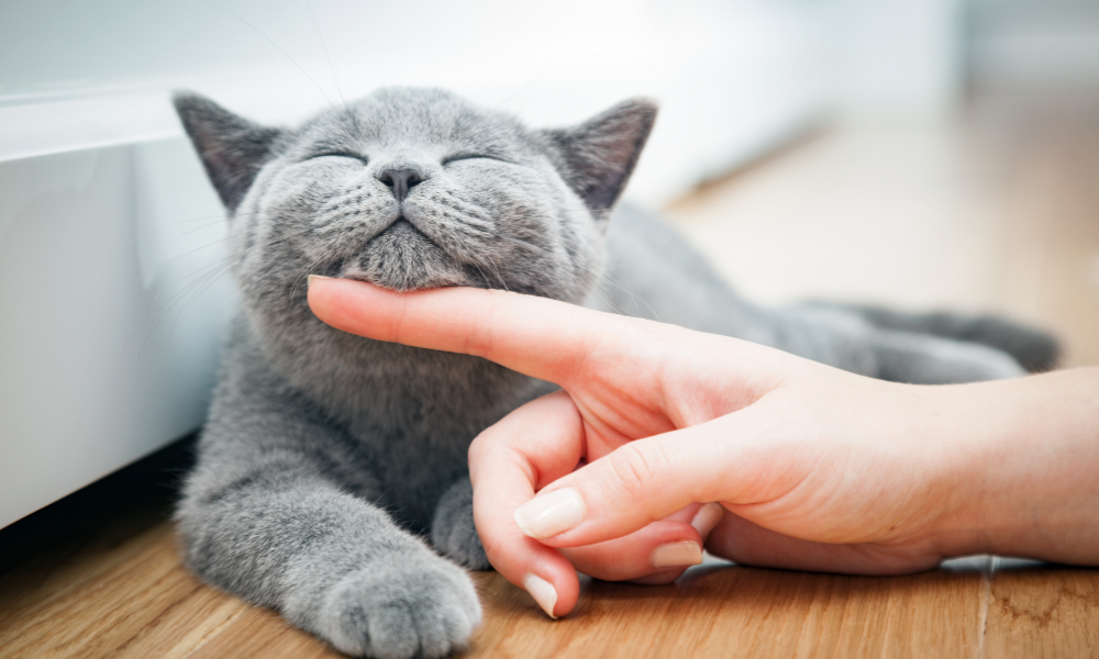 APPA Shares the Latest and Greatest Cat Products in Conjunction with Adopt-A-Cat Month