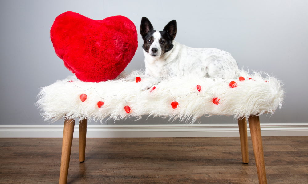 Keep your Pet's Heart Happy, Healthy and Full of Love for Valentine's Day and American Heart Month