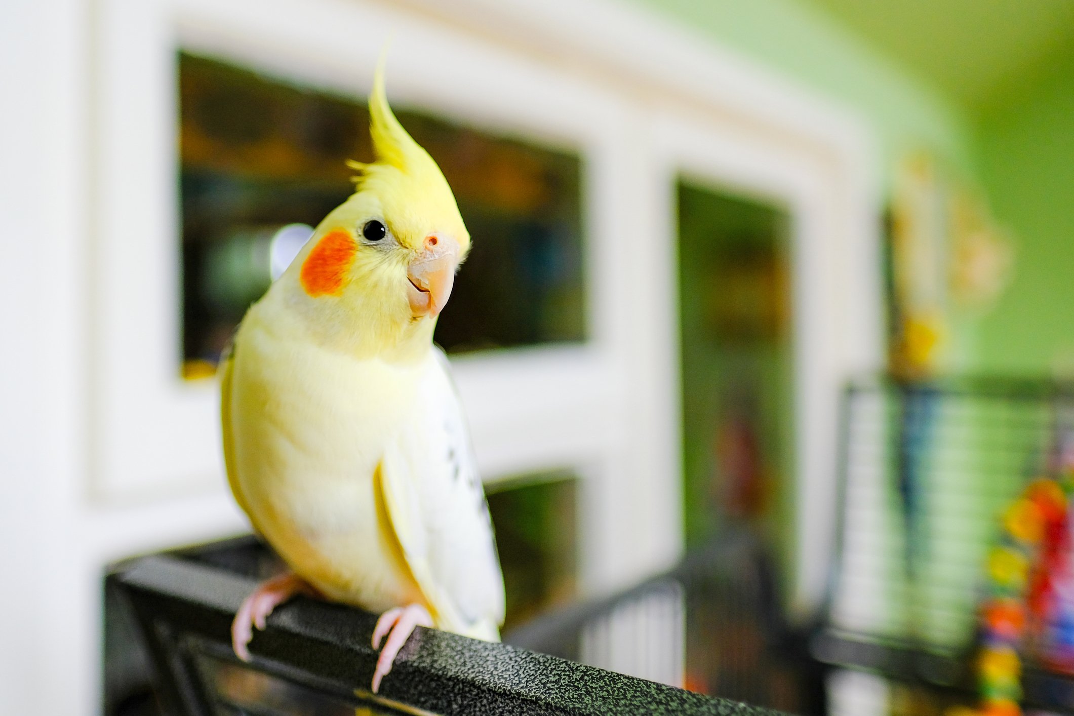 Research Shows: Why Bird Ownership Is the Pet Industry’s Most Overlooked High-Engagement Category