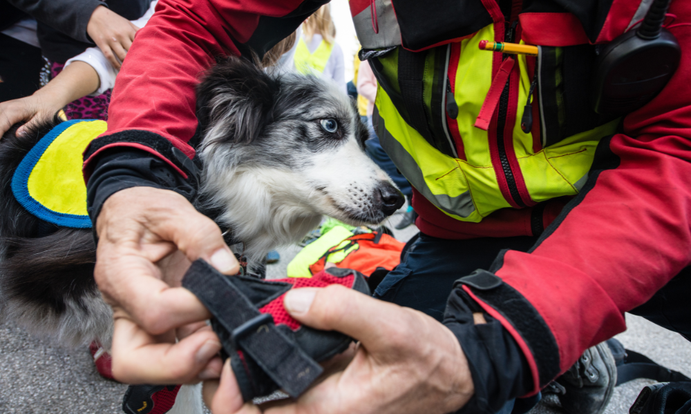 pet being rescued