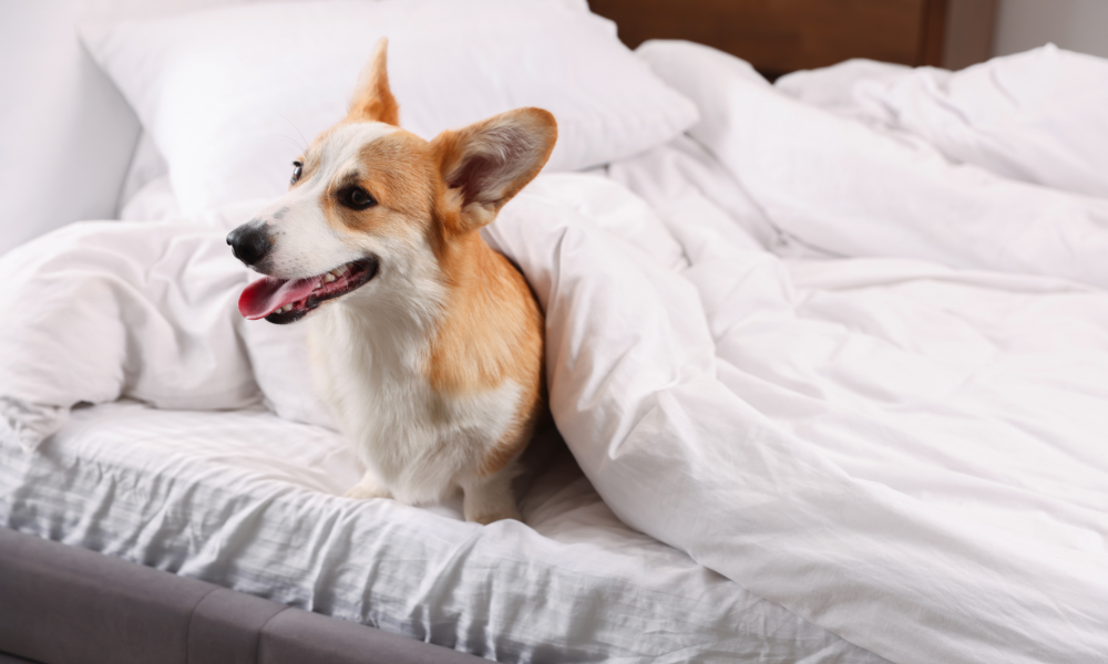 Pet Friendly Housing Update – April 2026