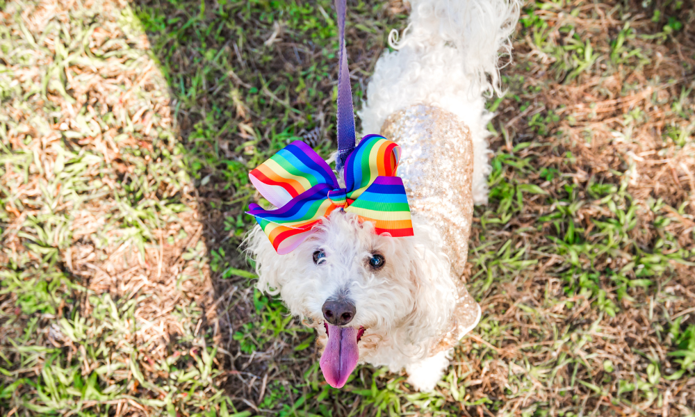 30+ Rainbow-Themed Pet Products to Celebrate Pride Month
